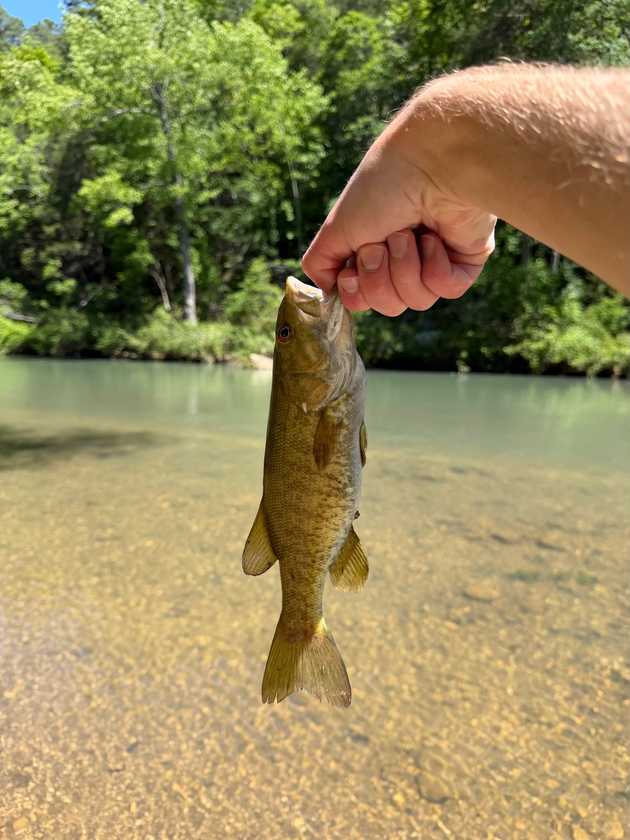 ar_smallmouth.jpeg