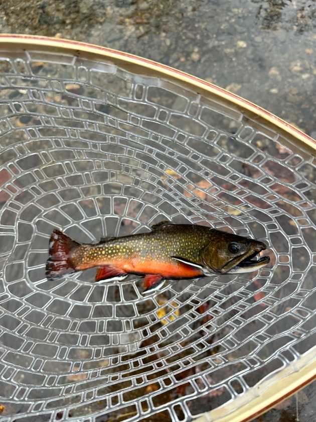 north_carolina_brook_trout.jpeg