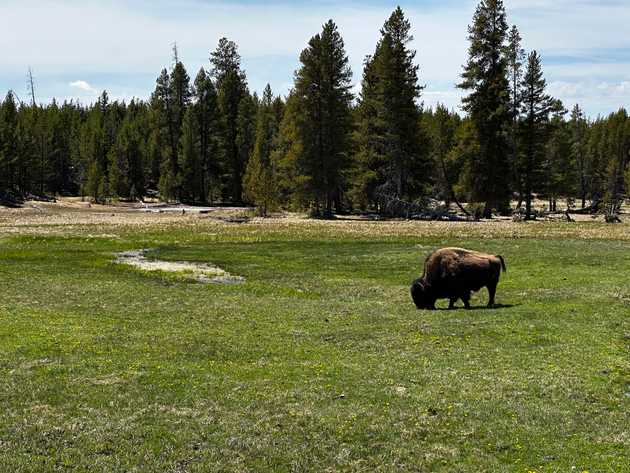 bison.jpeg