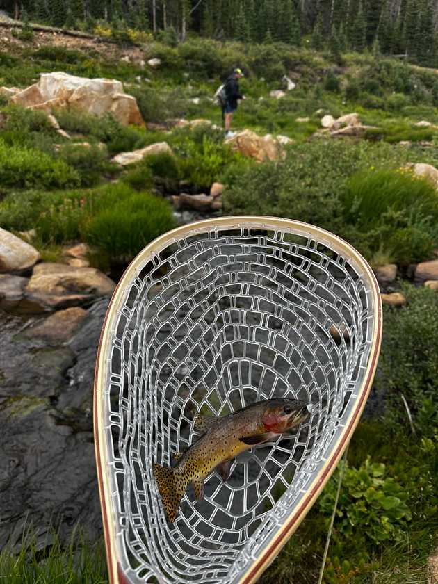 colorado_trout.jpeg
